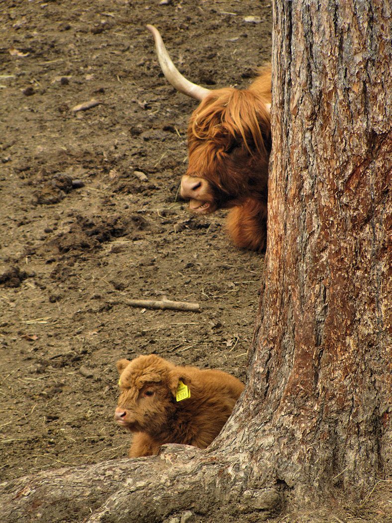 Animali al pascolo